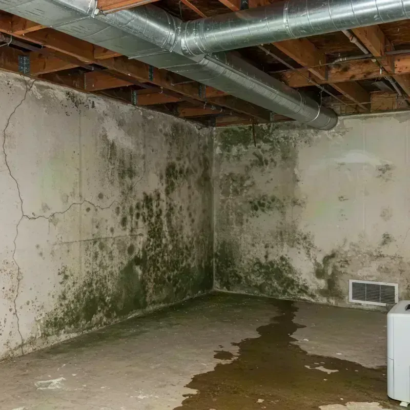 Professional Mold Removal in Kewanee, IL